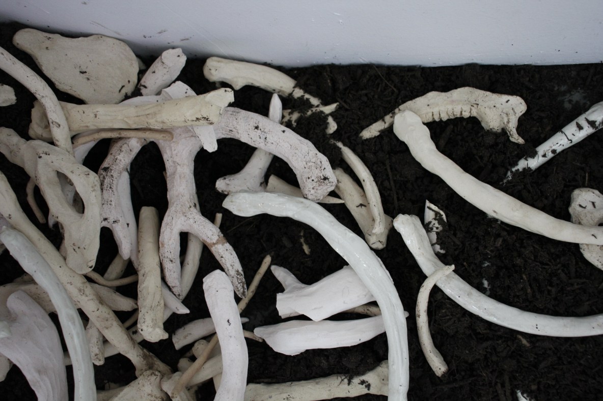 Bones